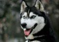 Los perros pueden saber si estás feliz, triste o enojado solo con ver tu cara, según la ciencia