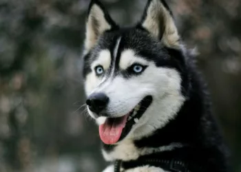 Los perros pueden saber si estás feliz, triste o enojado solo con ver tu cara, según la ciencia