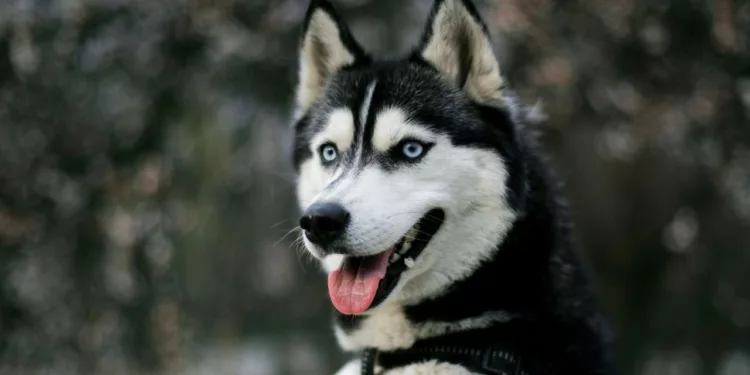 Los perros pueden saber si estás feliz, triste o enojado solo con ver tu cara, según la ciencia