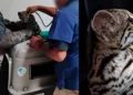 Rescatan a tigrillo de una casa en Huitzo: el felino habría sido mantenido en contacto con humanos