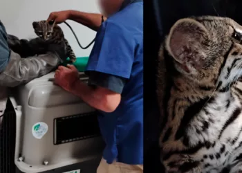 Rescatan a tigrillo de una casa en Huitzo: el felino habría sido mantenido en contacto con humanos