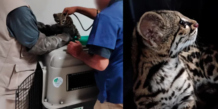 Rescatan a tigrillo de una casa en Huitzo: el felino habría sido mantenido en contacto con humanos