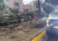 Bomberos de Oaxaca trabajaron a marchas forzadas para retirar las pesadas ramas del árbol.