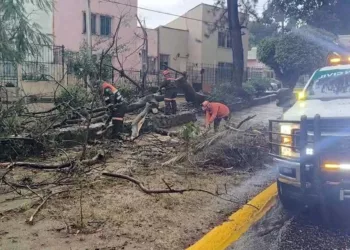 Bomberos de Oaxaca trabajaron a marchas forzadas para retirar las pesadas ramas del árbol.