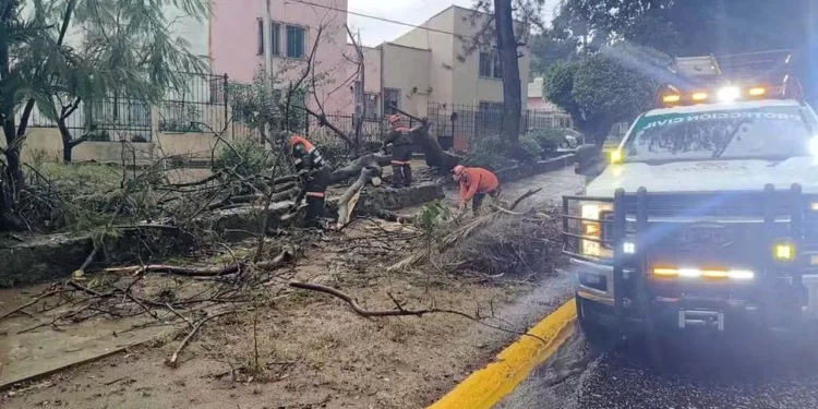 Bomberos de Oaxaca trabajaron a marchas forzadas para retirar las pesadas ramas del árbol.