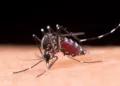 Foto: internet // El mosquito Aedes Aegypti, del dengue, vuelve a atacar.