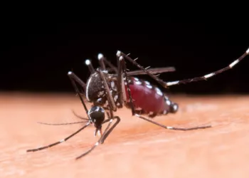 Foto: internet // El mosquito Aedes Aegypti, del dengue, vuelve a atacar.