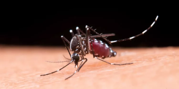 Foto: internet // El mosquito Aedes Aegypti, del dengue, vuelve a atacar.