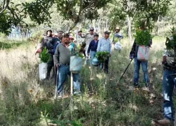 Las labores de reforestación continúan de manera activa en distintos puntos de la Mixteca.