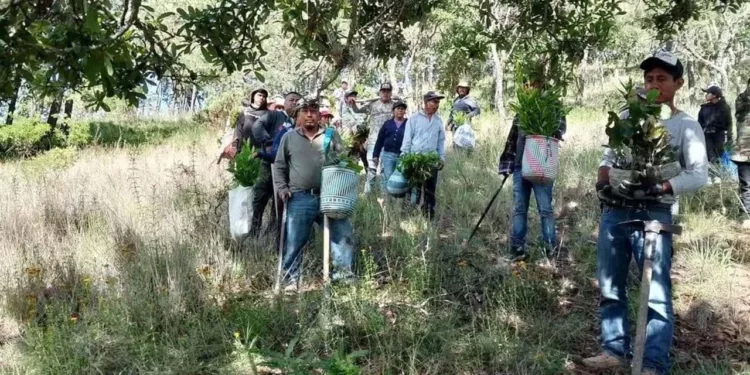 Las labores de reforestación continúan de manera activa en distintos puntos de la Mixteca.