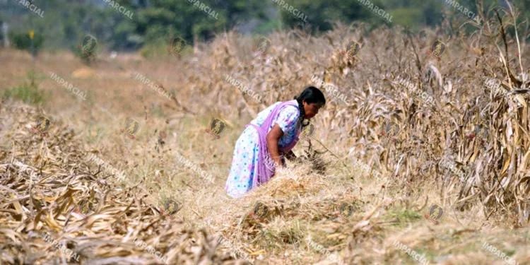 La Conagua detalló que Oaxaca registra afectaciones en el 65.6 por ciento de su territorio