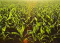 Día de la Agricultura: El reto de alimentar a México entre campo e importaciones