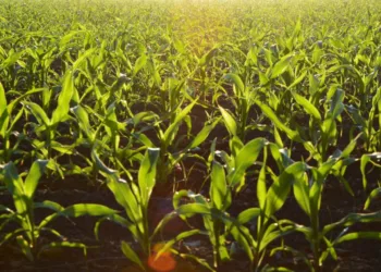 Día de la Agricultura: El reto de alimentar a México entre campo e importaciones