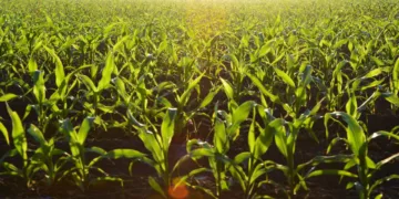 Día de la Agricultura: El reto de alimentar a México entre campo e importaciones