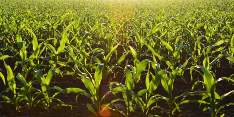 Día de la Agricultura: El reto de alimentar a México entre campo e importaciones