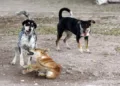 Foto: Archivo El Imparcial // El gusano barrenador infecta a más perros callejeros en la capital
