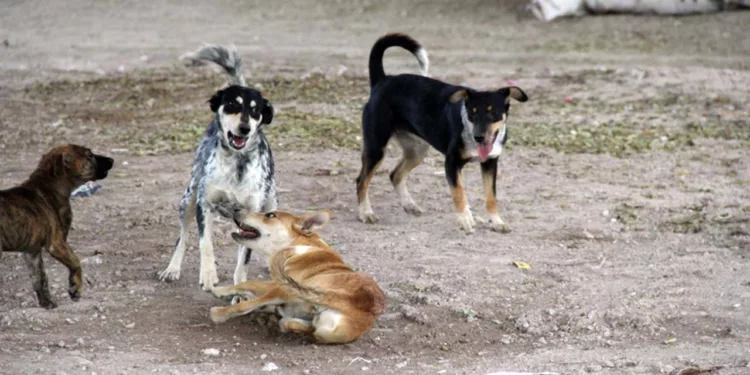 Foto: Archivo El Imparcial // El gusano barrenador infecta a más perros callejeros en la capital