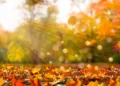Equinoccio de otoño 2026 en México: ¿A qué hora entra y por qué los días serán más cortos?