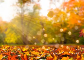 Equinoccio de otoño 2026 en México: ¿A qué hora entra y por qué los días serán más cortos?