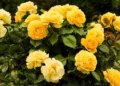 ¿Por qué se regalan flores amarillas el 21 de septiembre? El origen y significado de esta tendencia
