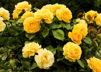 ¿Por qué se regalan flores amarillas el 21 de septiembre? El origen y significado de esta tendencia