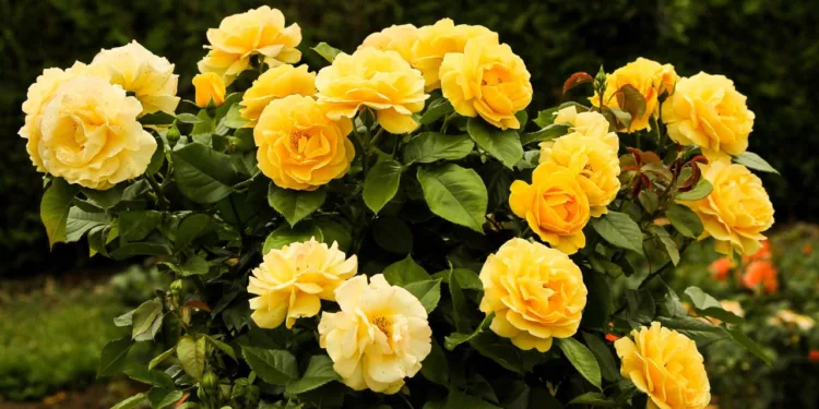 ¿Por qué se regalan flores amarillas el 21 de septiembre? El origen y significado de esta tendencia