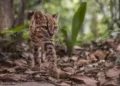 Hallazgo histórico: descubren al ‘gato tilcayo’, la primera especie de felino silvestre descrita en un siglo