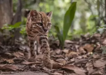 Hallazgo histórico: descubren al ‘gato tilcayo’, la primera especie de felino silvestre descrita en un siglo