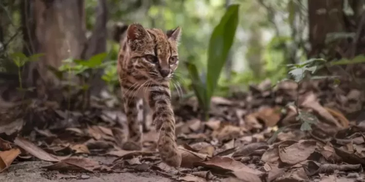 Hallazgo histórico: descubren al ‘gato tilcayo’, la primera especie de felino silvestre descrita en un siglo