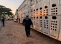 Foto: Senasica // La vigilancia sanitaria en Oaxaca forma parte de la estrategia nacional para contener el gusano barrenador.