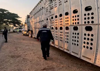 Foto: Senasica // La vigilancia sanitaria en Oaxaca forma parte de la estrategia nacional para contener el gusano barrenador.