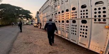 Foto: Senasica // La vigilancia sanitaria en Oaxaca forma parte de la estrategia nacional para contener el gusano barrenador.