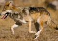 ¿Fin a la protección del lobo mexicano? La nueva medida de Donald Trump