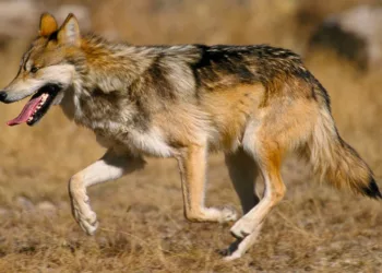 ¿Fin a la protección del lobo mexicano? La nueva medida de Donald Trump