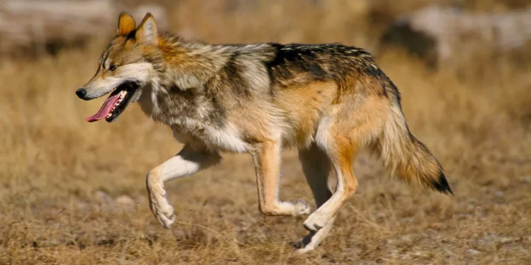 ¿Fin a la protección del lobo mexicano? La nueva medida de Donald Trump