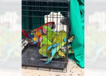Los ejemplares fueron trasladados y depositados en dos Unidades de Manejo.