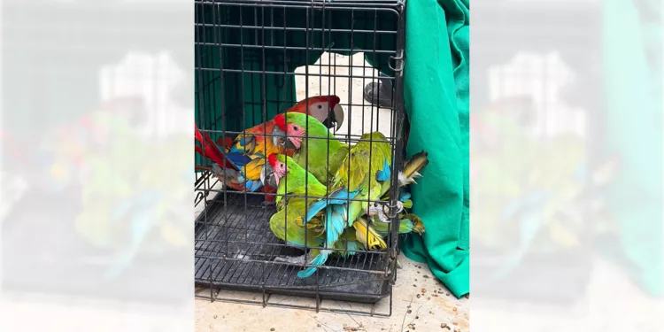 Los ejemplares fueron trasladados y depositados en dos Unidades de Manejo.