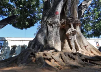 Foto: Adrián Gaytán // Más de 100 árboles presentan daño fitosanitario, estructural o algún riesgo en diversos parques y jardines de la ciudad.