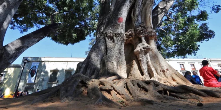 Foto: Adrián Gaytán // Más de 100 árboles presentan daño fitosanitario, estructural o algún riesgo en diversos parques y jardines de la ciudad.