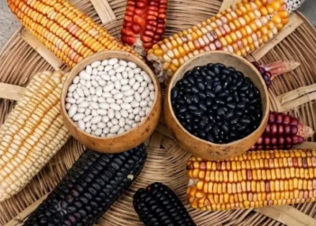 ¡Golpe al bolsillo! La peor sequía amenaza con disparar el precio del maíz y el frijol