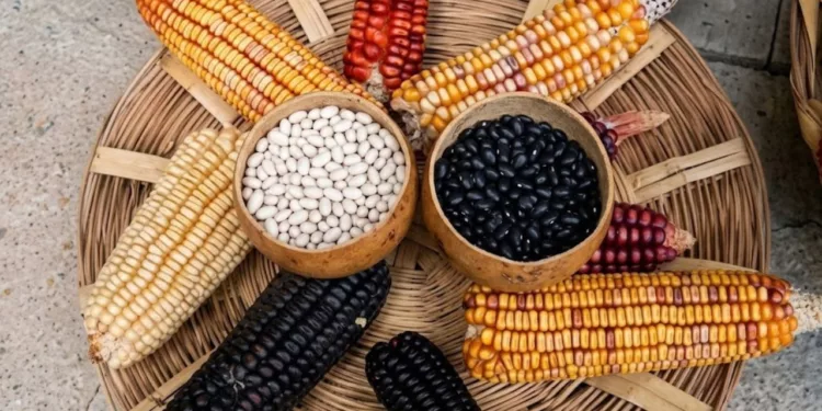 ¡Golpe al bolsillo! La peor sequía amenaza con disparar el precio del maíz y el frijol