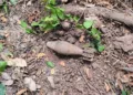 ¡Alarma en Ciudad Ixtepec! Hallan artefacto con características de un proyectil de mortero