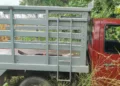 Realizaron maniobras para sacar la camioneta Nissan de la maleza.