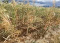 El Istmo de Tehuantepec concentra a los municipios con sequía severa.