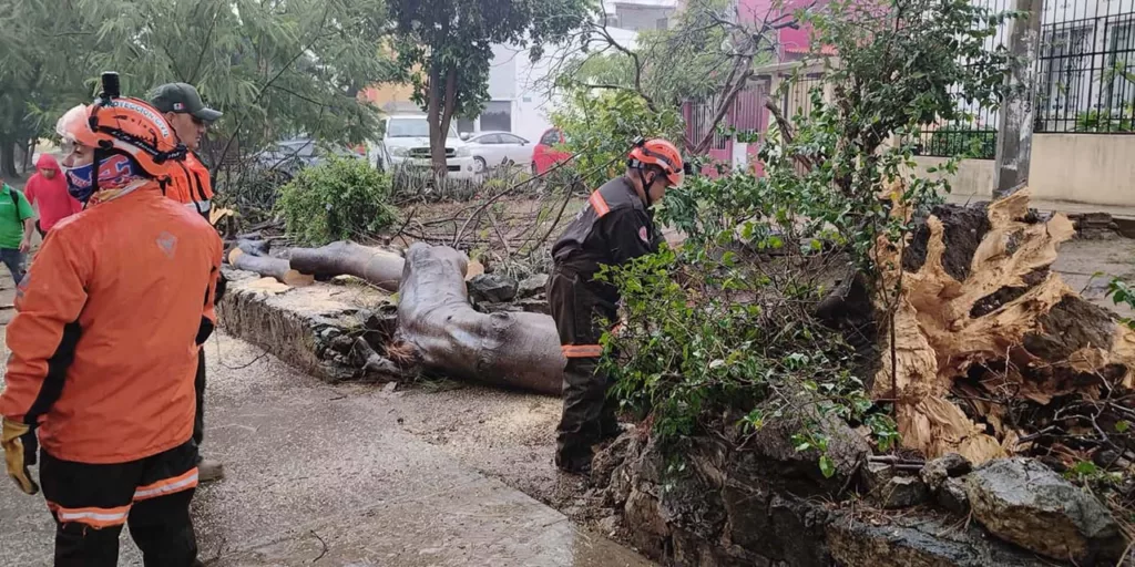 Severos encharcamientos y caída de árboles por lluvia