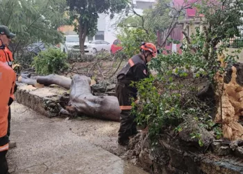 Severos encharcamientos y caída de árboles por lluvia