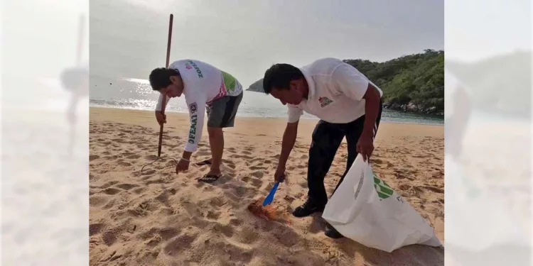 Recolectan 45 kilos de residuos durante jornada de limpieza en Playa Maguey