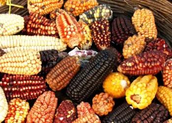 Día Nacional del Maíz: el ingrediente ancestral que sostiene la gastronomía mexicana