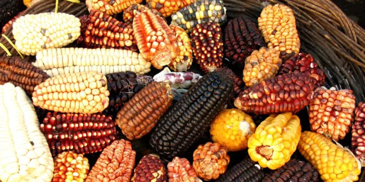 Día Nacional del Maíz: el ingrediente ancestral que sostiene la gastronomía mexicana