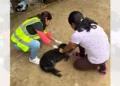 Foto: Municipio de Oaxaca de Juárez // Atención a uno de los canes con gusano barrenador.